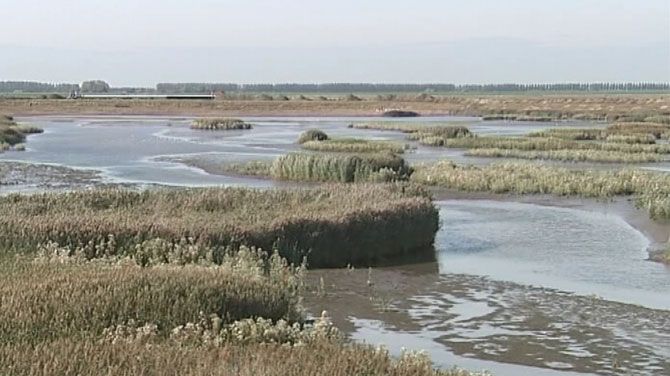 Article 201501260059: Hedwige-polder in Zeeuws-Vlaanderen: wie wat waar?